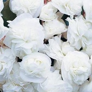 Bégonia Doublet Blanc