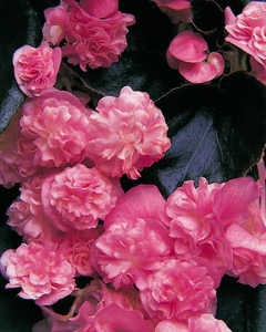 Bégonia Doublet Rose