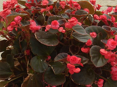 Bégonia Doublet Rouge