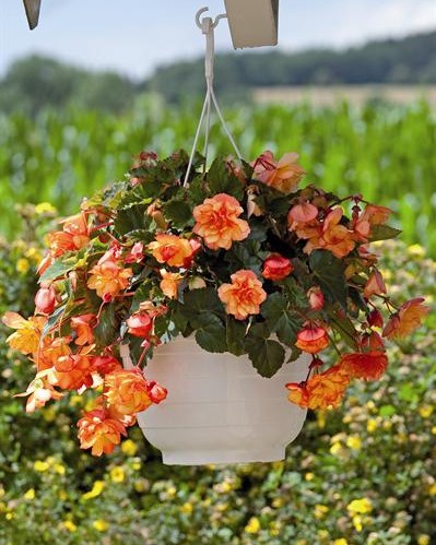 Bégonia Illumination variés