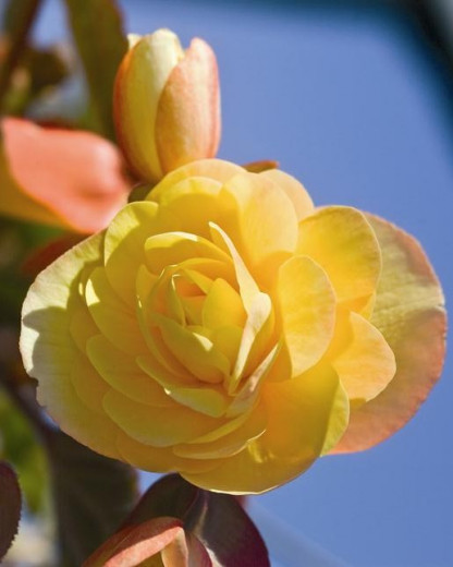 Bégonia Illumination Peaches'n Cream