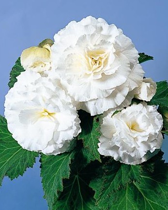 Bégonia Non Stop Blanc