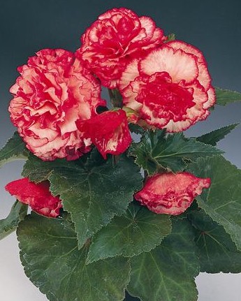Bégonia Non Stop Rose