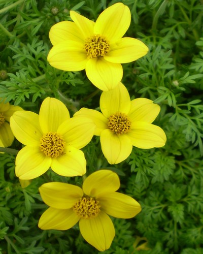 Bidens orange ou Jaune