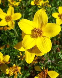 Bidens Ferulifolia Solaire