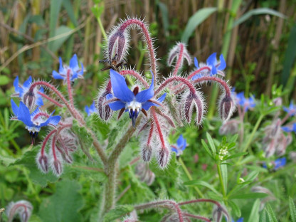Bourrache Officinale