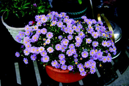 Brachycome Multifida Bleu