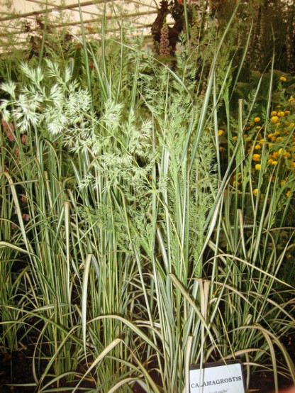 Calamagrostis acutiflora Karl Foerster