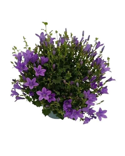 Campanule blue