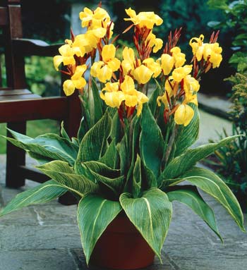 Canna Striped Beauty