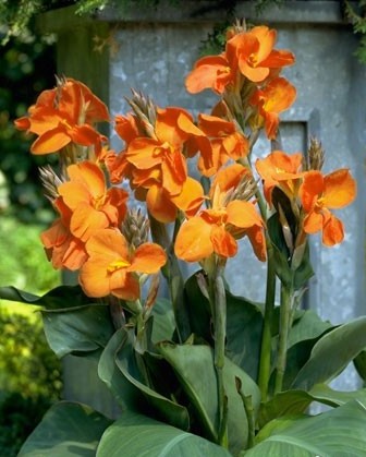 Canna Wyoming