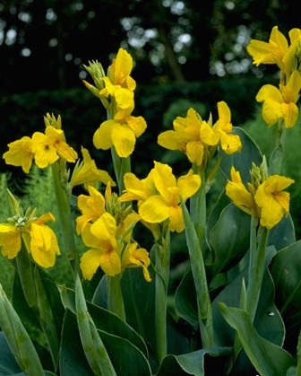 Canna Yellow Humbert