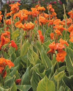 Canna Cannova Varié