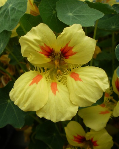 Capucine Banana Split Jaune Orange