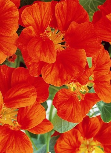 Capucine Whirlybird Orange Acajou
