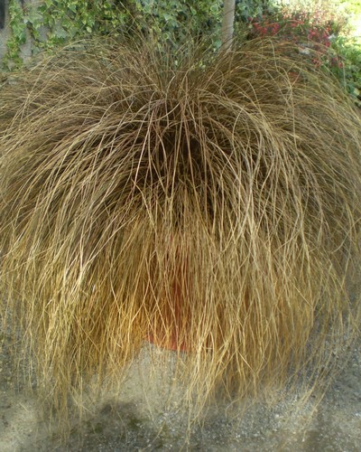 Carex Bronze Form