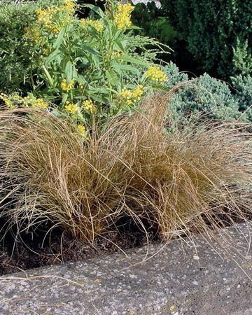 Carex Bronzita