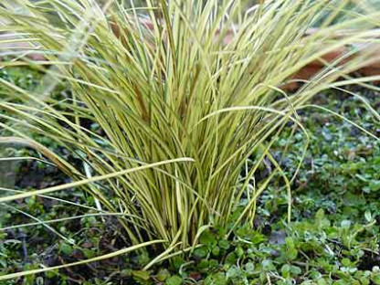Carex brunnea jenneke