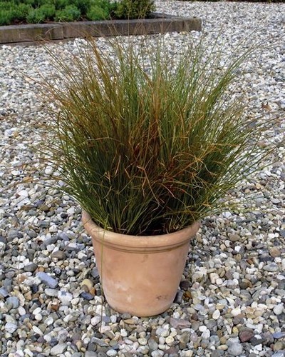 Carex Prairie Fire