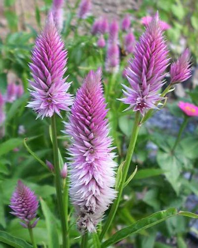 Célosie Spicata Flamingo Pourpre