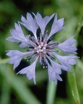 Centaurée Victoire Bleu