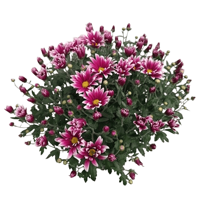 Chrysanthème Original Américain