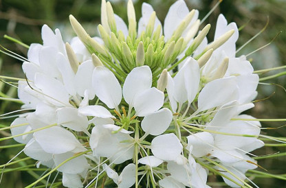 Cléome  Blanc