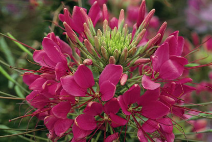 Cléome Spinosa Sparkler Rose