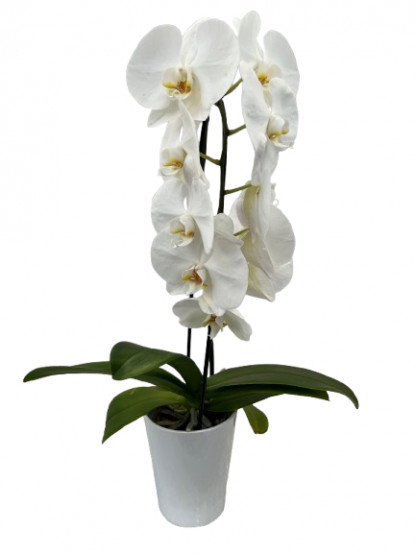 PHAL/ cascade 1 br Tokyo blanc (1)