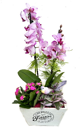 PHAL/Carré bois 