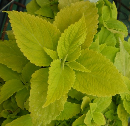 Coléus Lime