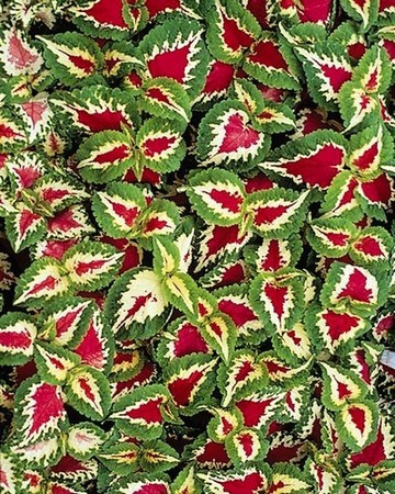 Coléus Wizard Rose