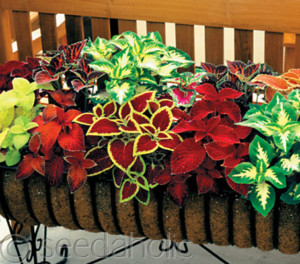 Coleus Wizard Varié