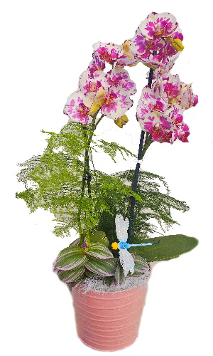 PHAL/Metal Haut evasion 3P (2)