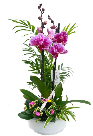 PHAL/Ceramique Blanc 4P (2)
