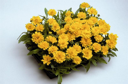 Coréopsis grandiflora Presto Double