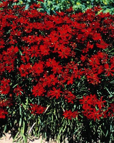 Coréopsis Mahogamy Midget