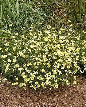 Coréopsis Moon Beam