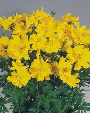Cosmos Sulphureux Cosmic Jaune