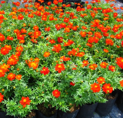 Cosmos Sulphureux Cosmic Rouge