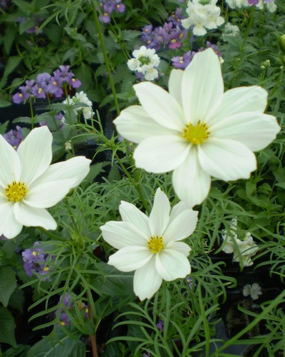 Cosmos Blanc