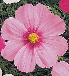 Cosmos Sonata Rse Clair à Cntre Fncé