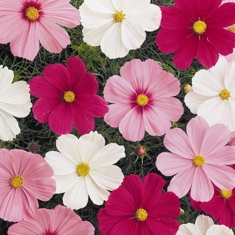 Cosmos Sonata Varié