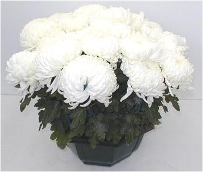 Coupe Grosses Fl. 12/16T Blanc