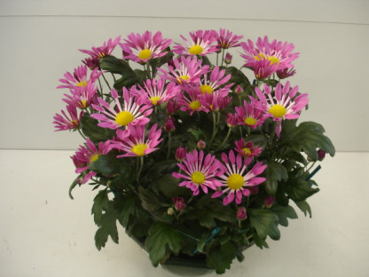 Coupe Chrydance Spatulée 7/8 T