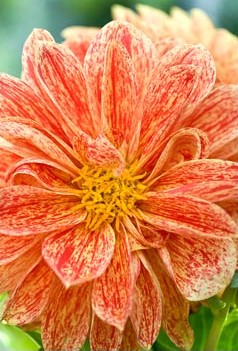 Dahlia Dahlietta Surprise Kelly
