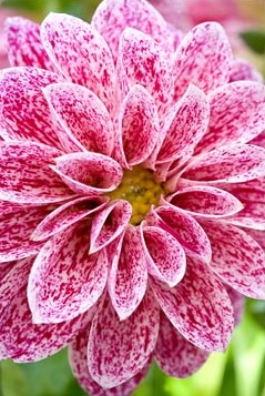 Dahlia Dahlietta Surprise Paula