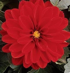 Dahlia Dahlietta Tessy
