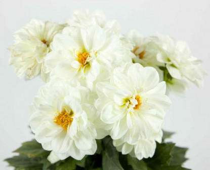 Dalhia Nain Figaro Blanc