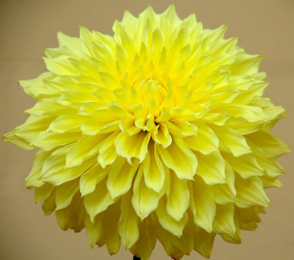 Dahlia Kelvin Floodlight